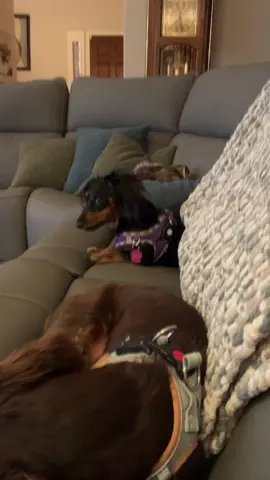 The 3 babies Oscar, Coco and Nene with no care in the world after a long day of lizzard and squirl chasing.#fyp #dachshundsoftiktok #dachshund 