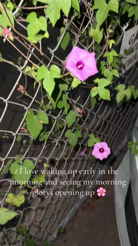 #morningglory #flowers #morningvibes #pretty #littlethings 