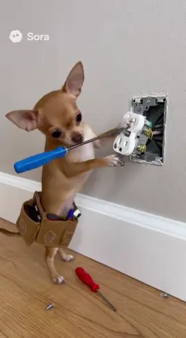 #chihuahua #electricalwork #sora #aichihuahua 