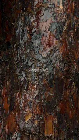 maybe the secret was noticing the small things ☁️ #rainy #nature #rainaesthetic #gloomyweather #simplethings 