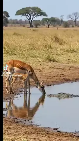 #မူရင်းvideoပိုင်ရှင်အားcrdပေးပါတယ်🥰 