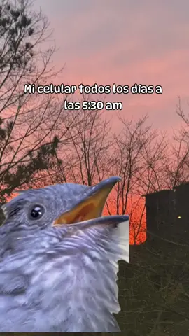 #Meme #MemeCut #paratiiiiiiiiiiiiiiiiiiiiiiiiiiiiiii #fyp 