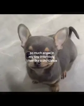 short and short tempered 💔 #chihuahua #angry #fyp #viral #short