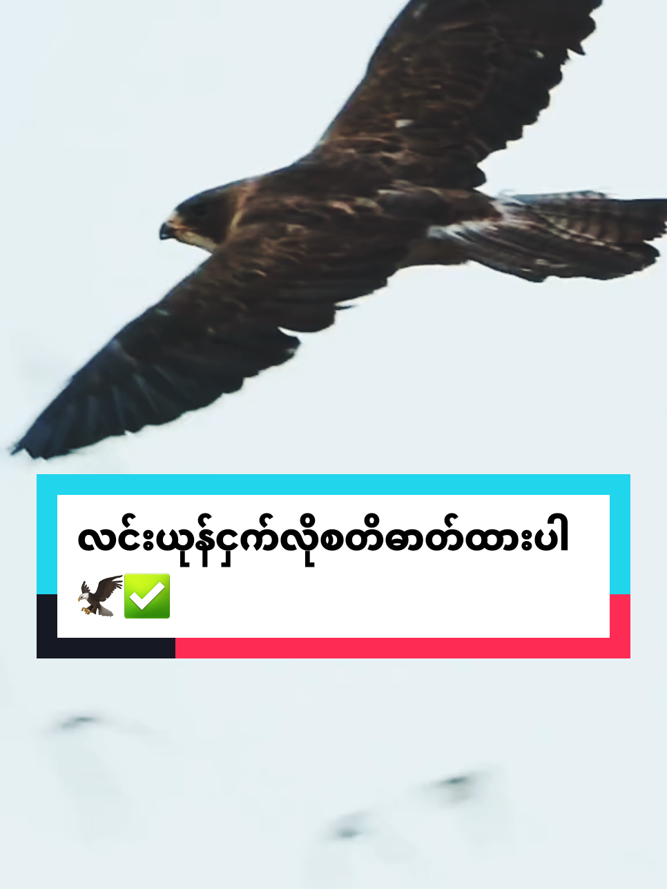 လင်းယုန်ငှက်လိုစိတ်ဓာတ်ထားပါ🦅✅ #eagles #fyp #viral #tiktokmyanmar #creatorsearchinsights @BETTER THAN GOOD 👍😊 @Better Life Books📚📖🗂️ @BETTER THAN GOOD 👍😊 