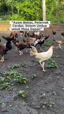 Di sistem umbar, ayam tak lagi terkungkung di kandang sempit. Mereka bebas berkeliaran, mencari makan alami, dan hidup sebagaimana mestinya. Peternakan seperti inilah masa depan—yang tidak hanya produktif, tapi juga penuh empati. 🐓💚 #AyamMerdeka #SistemUmbar #TernakHumanis #PeternakanBeretika #AyamBebas 