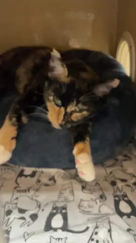 Someone should adopt this cutie #mymomwontletme #mynameissnapple #kitty #coolcat #snapple 