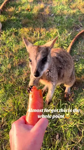 Gotta have a tight grip on that carrot though #magneticisland #australia #wallabies #solotravel #gapyear 
