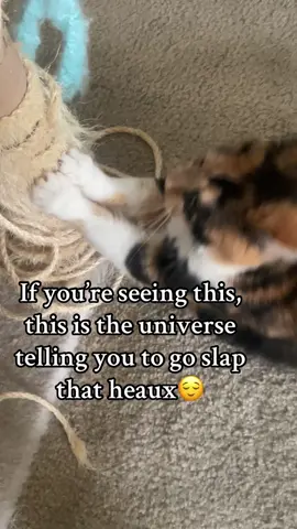 #fyp #catvideos 