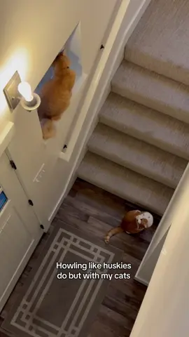 My cats are howling extra loud bc I just got back from a trip #cat #catsoftiktok #howling 