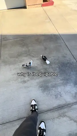 new item unlocked #pigeon #pigeons #fyp 