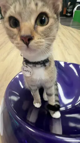 Watch til the end to watch a silly Billy moment 😹 the cats say goodnight!!  #catcafe #rescuecats #adoptdontshop #swfl 