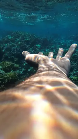 هات ايديك 🤝🐋 وتعالي تغطس❗❗🤿 البحر الاحمر 👑🇪🇬 #seaman #freediving #fy #fyp #viral 