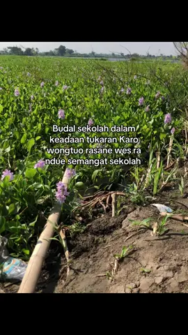 Bener pora cahhh #jowostory #hoohtenan #fypシ 