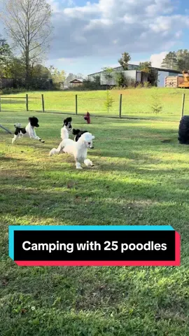 My breeder hosted a camping weekend and majority of these dogs are bred by her! Of course we had friends trickle in that weren’t, but it was a big ole poodle party nonetheless #ethicalbreeding #standardpoodle #poodle #dogtok #dogowner