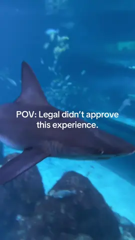 Don’t worry! @Jabari Cherry is safe. And yes this was approved by legal 📁😂. The Shark & Ray In-Water Encounter at @Adventure Aquarium is an unbelievable (and safe) experience for the family! #shark #adventureaquarium #thingstodo 