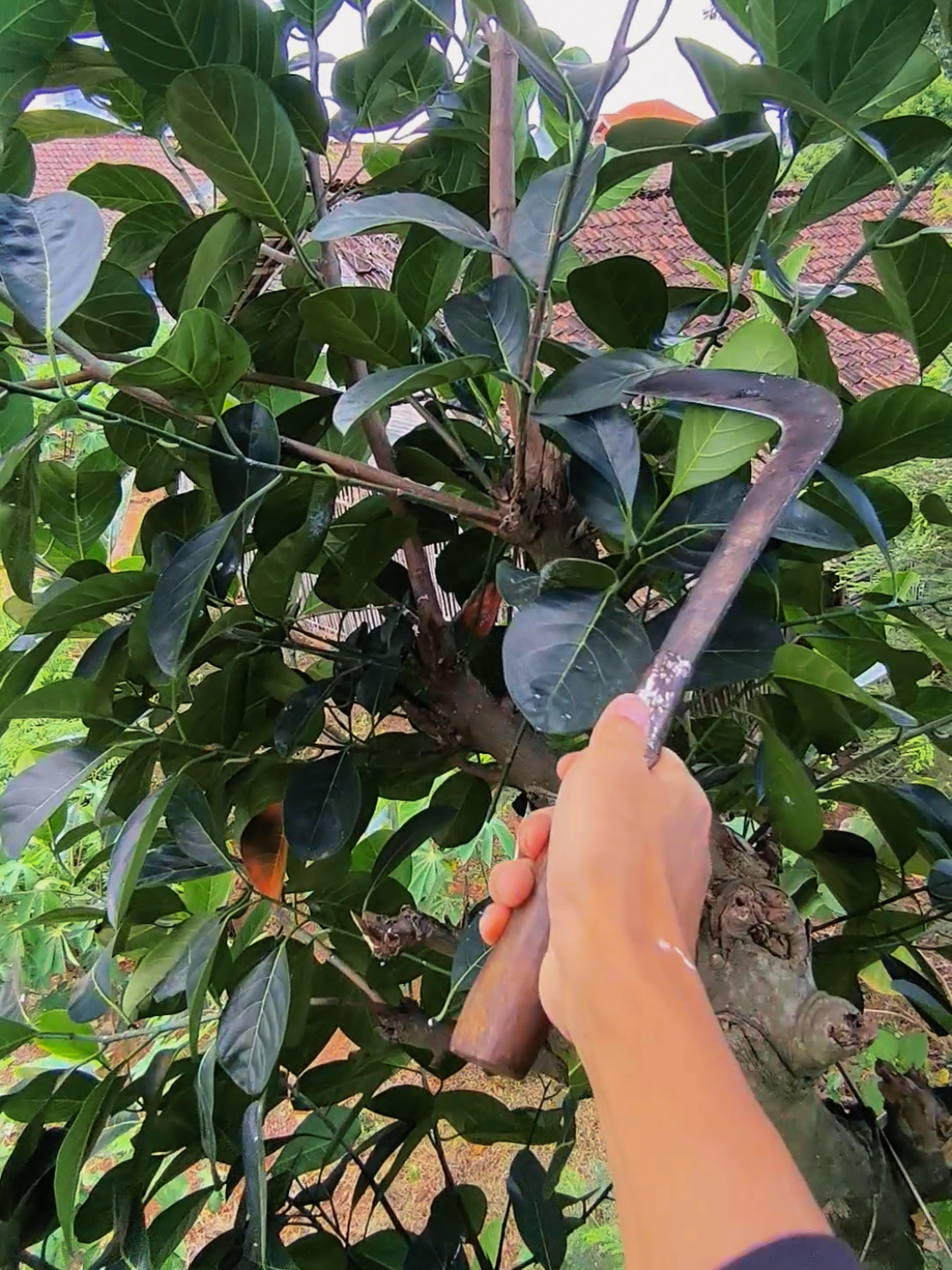 Pagi Indonesia! #peternakmuda #sobatngarit #peternakkambing 