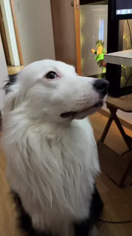 Adiestre a mi perro border collie al nivel que avisa despacito ajjajajaja #brodercollie #perros #adiestramientocanino #border 
