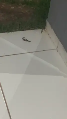 a fauna daqui de casa é diferenciada, boy 