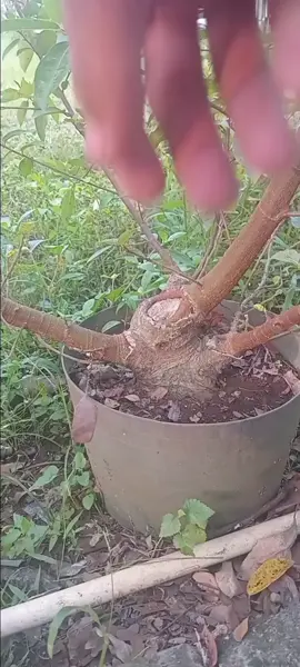 presss bahan bonsai loa #belajarbonsai #bonsaipemula #bonsailoa #programbonsai #bonsaitree