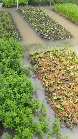 Kết quả của trận mưa đêm qua. Xem có chán không chứ 😭😭 #nature #garden #countryside #farmlife #mientay 
