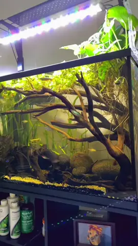 Water change #fishtank #aquarium #fish #fishtok #fishing 