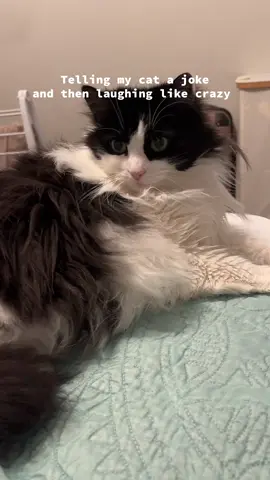 Zelda is the cutest #cat #tuxedocat #longhaircat #catsoftiktok 