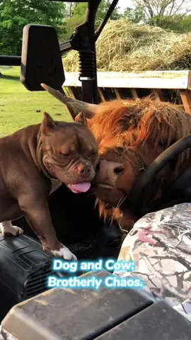 Dog and Cow: Brotherly Chaos.#dog #cow #funnyanimals #funnypets 