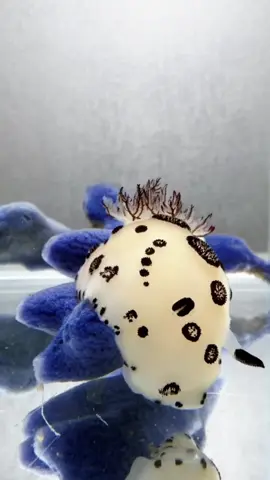 👀Immersive viewing of the panda nudibranch eating blue sponges🐼🐰💦🫧🫧🫧  #pet #PetsOfTikTok #foryoupage #cute #fyp 