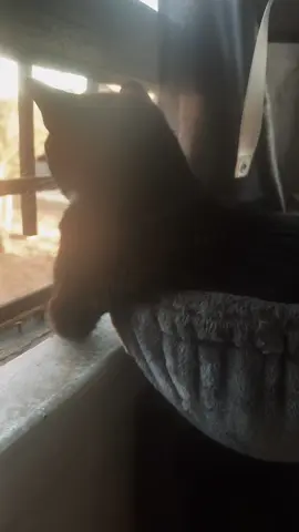 So Bougie this little lady #PetsOfTikTok #pets #fyp #pets #funny 