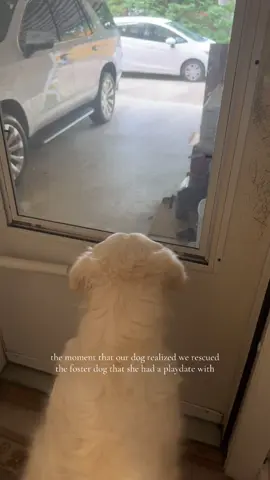 they are bestfriends now🥹🥹 #adoptdontshop #rescuedog #goldenretriever @Sadie Mae & Rio 