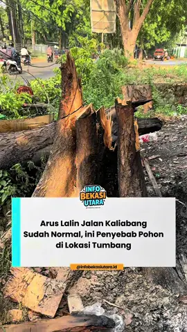 Kondisi pohon tumbang di tepi Jalan Kaliabang Tengah sudah dilakukan pembersihan dan evakuasi dari menutup akses. Terpantau sebab pohon tumbang karena di bawah pohon terdapat banyak bekas bakaran sampah, bahkan asap masih mengepul. Kondisi pohon di bagian bawah sudah menganga, berlubang, dan tak sanggup menahan beban dibagian atas. Perilaku membakar sampah, sudah dilarang oleh Pemerintah Kota Bekasi, namun sebagian oknum masih melakukan hal tersebut. Selasa (21/10/2025). #infobekasiutara  #bekasiutara #kotabekasi  #bekasi #infolalin 
