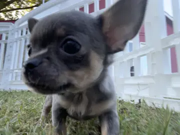 Penny in the grass #puppy #chihuahua 