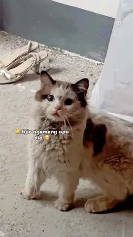 Kasian mukanya planga plongo😦😂🤣🤣 #cats #catsoftiktok #catslovers #cute #fyp 