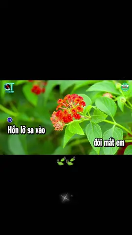 Chiều🍃🍃🍃🍃🍃🍃🥦🥦🥦🥦🥦🥦🥦