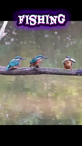 #funnybirds #fishing #birdsfishing #fishdinner #Birdwatching 