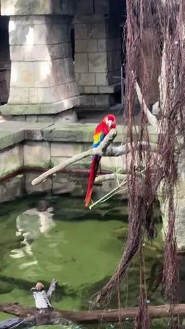 The rainforest part of #moodygardensgalveston was so #cool ! We were so close to the different wandering #wildlife 