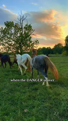 SIX LIVES hang in the balance of human cruelty and greed… in a kill pen, waiting to be shipped to slaughter. But, with your help, we can offer them a lifetime in sanctuary instead! 🙏🏻 💥We have $22,610 left to raise to offer them their safety and freedom for a LIFETIME. What is that worth to you?💥  If 226 kind souls donated $100, they’d be SAFE and home at our sanctuary! Please help us make this dream a reality for these mustangs! Here's how YOU can help: ❤️ this post. ✈️ share. 💬 leave a note. 💰 make a donation- EVERY SINGLE dollar counts and adds up!!!!!! LET’S SHOW THESE WILD BEAUTIES HOW KIND HUMANS CAN BE!! ⬇️How to donate⬇️ -   Donate on our website: tap the link in our bio & click the ”Save the Stroud 6” button! -   Venmo: @ Nirvana-Mustang-Sanctuary (NO profile picture and NO dash at the end!!) -   Zelle: (936) 661-7689 -   PayPal: Info@nirvanamustangsanctuary.org -   Cashapp: $NirvanaMustangSanct -   Check: Nirvana Mustang Sanctuary PO Box 10 Atlanta, TX 75551 Nirvana Mustang Sanctuary is a registered 501c3, all donations are tax deductible! EIN: 87-6699234