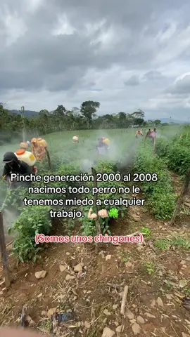 #agricultura🚜🌱 #tomates🍅 