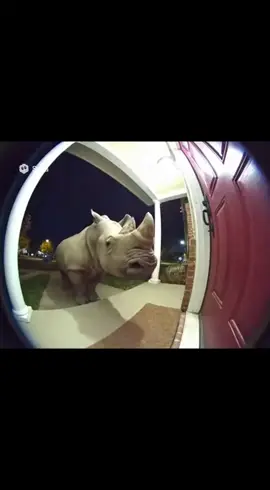 #sora #ringdoorbell #rhino 