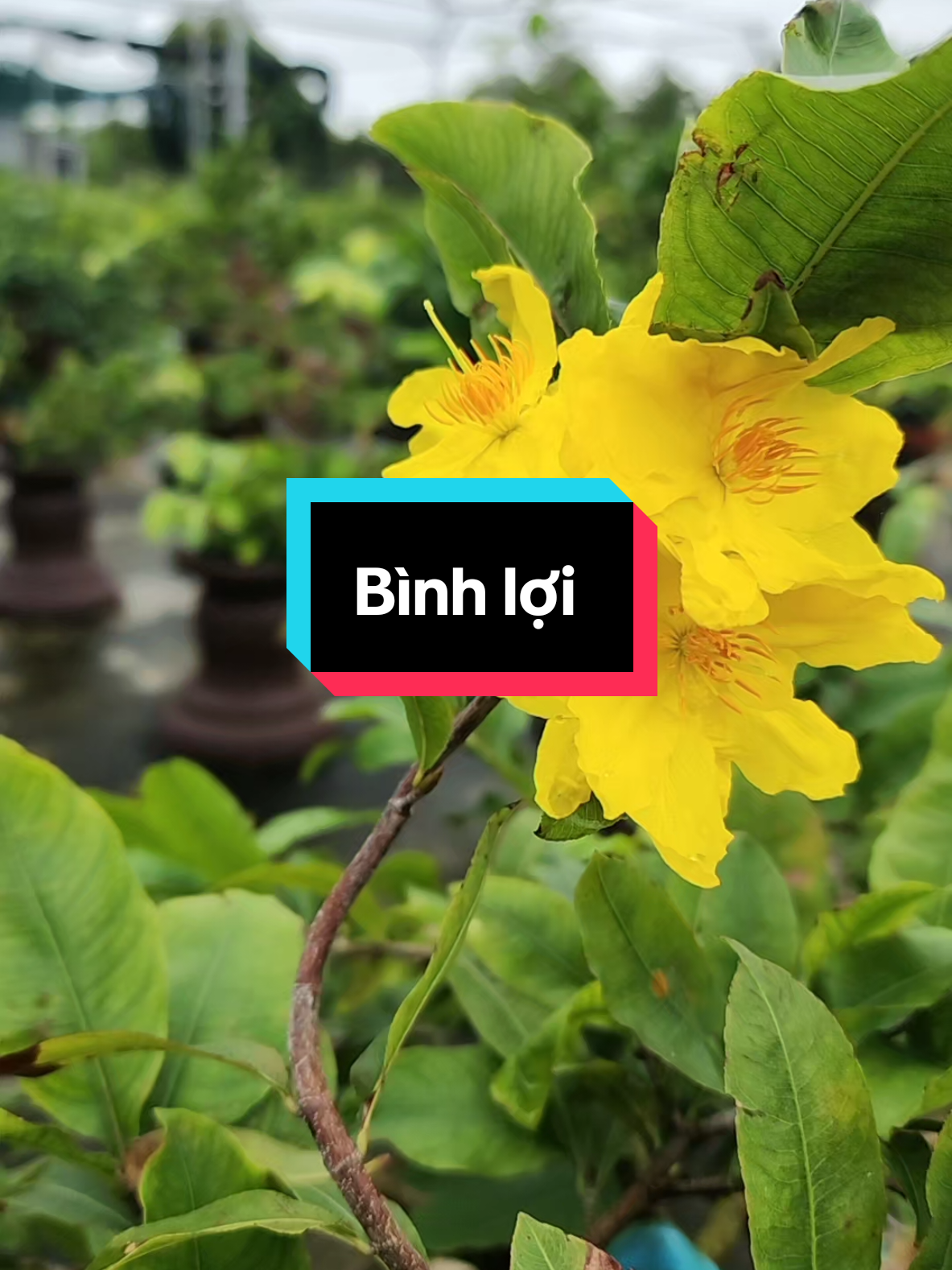 Ngắm mai Bình lợi  #maivangmientay #tramyhoanglong 