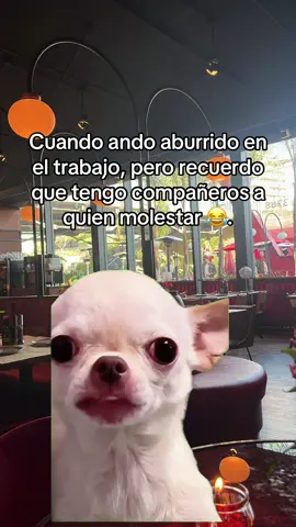 Si soy 😂🥵🤭 #MemeCut #Meme #work #compañeros #tiktok 