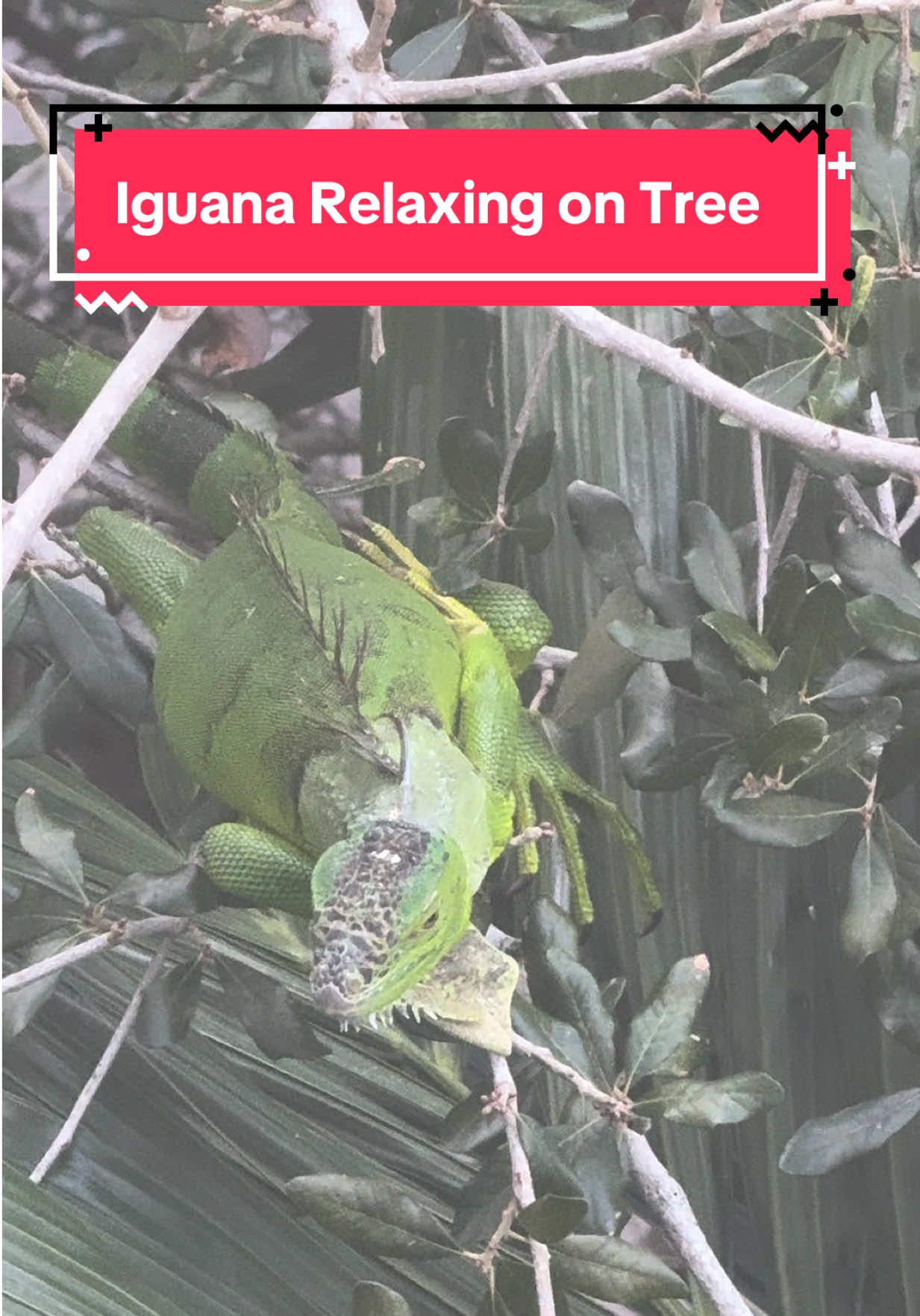 Iguanas are invasive here in Florida and there are many kinds of them. Just like dogs, there are iguana “breeds”. I got to see this guy from my window today, just like how I see birds flying, I now see iguanas everywhere! #iguanas #iguanasoftiktok #iguana #iguanatok 