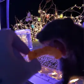 Skunk peeking in for a treat. #skunk #skunksoftiktok #cute #halloween 