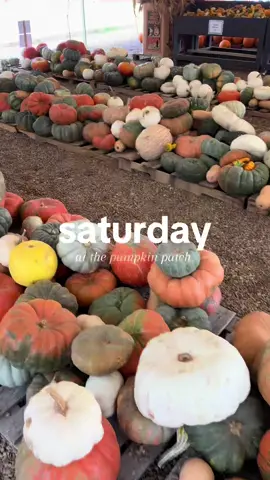 The perfect fall day at the pumpkin patch 🫶🏼🎃 #fall #fallaesthetic #pumpkinseason #pumpkinpatch #nashvilletn #spookyseason #pumpkins 