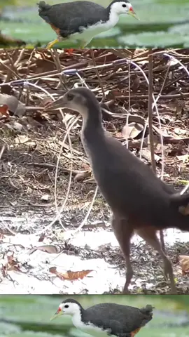 #tiktok #bird #asmr 