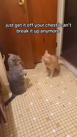 #duet with @kimathant #catfight #viral #cat #fight we need security