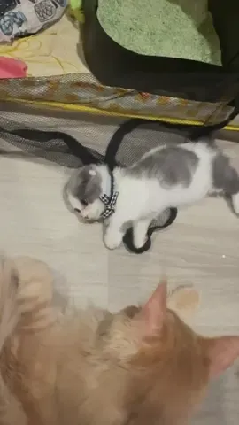 #cat #สัตว์เลี้ยงtiktok #แมว #funny #mypet 