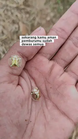 #masakecilku 