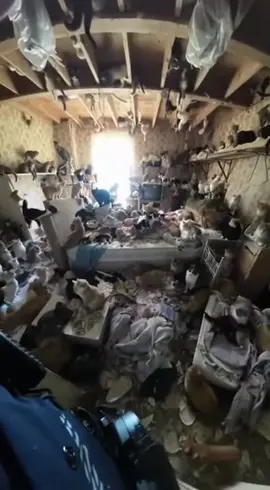 OMG! The cats! 😳😳 #police #emergency #catlover 