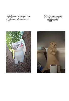 ညိကုန်မယ်နော်🤭 . . . @💗Ÿü Par Pĥÿõ💗 #fypシ゚ #မင်းတို့ပေးမှ❤ရမဲ့သူပါကွာ #ဒီတစ်ပုဒ်တော့fypပေါ်ရောက်ချင်တယ် #alightmotion_edit #foryoupage❤️❤️ 